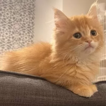 H 様のお迎えした子猫