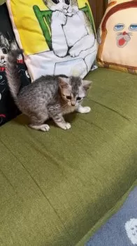 S.Ｉ 様のお迎えした子猫