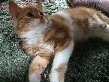 山猫 様のお迎えした子猫