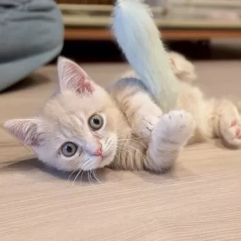 Y 様のお迎えした子猫