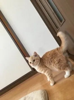 ままん 様のお迎えした子猫