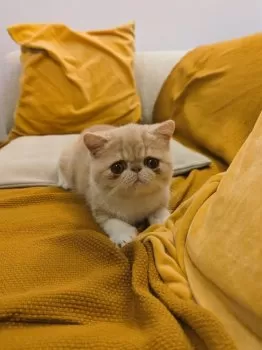K.T 様のお迎えした子猫