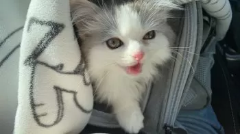 n 様のお迎えした子猫