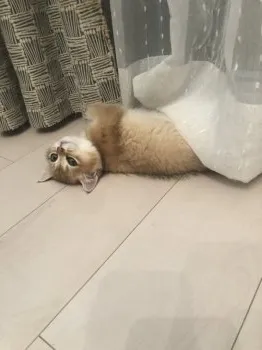 T.Y 様のお迎えした子猫