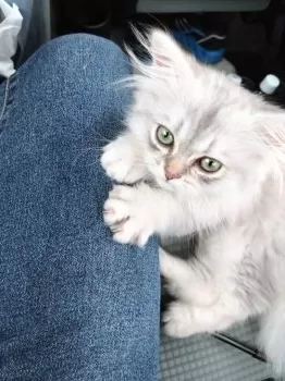 パセリ 様のお迎えした子猫
