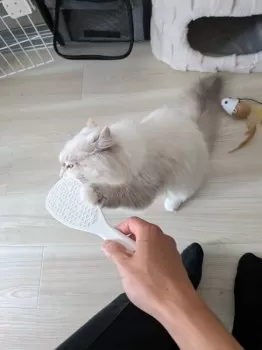E.K 様のお迎えした子猫