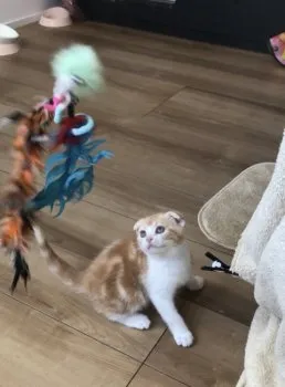 れいちぇる 様のお迎えした子猫