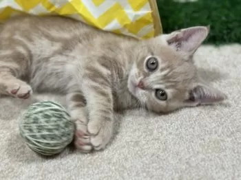 くにことは 様のお迎えした子猫