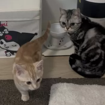 やまねこ 様のお迎えした子猫