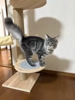 ソラ 様のお迎えした子猫