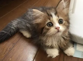 M.ew mama 様のお迎えした子猫