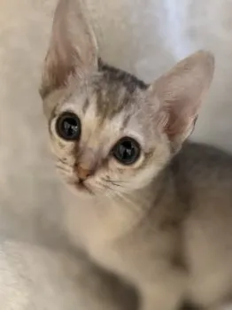 J.T 様のお迎えした子猫