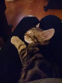 ブルック海賊団 様のお迎えした子猫