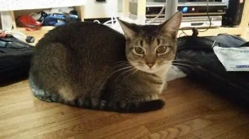 江本　光 様のお迎えした子猫