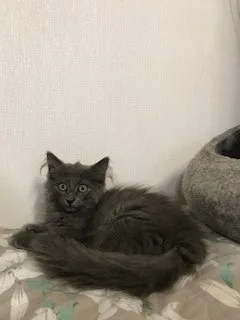 mihara 様のお迎えした子猫