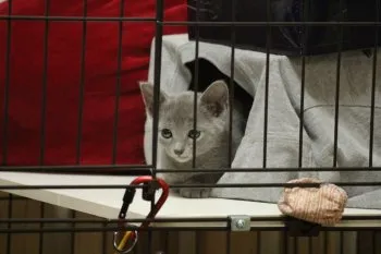 あお 様のお迎えした子猫