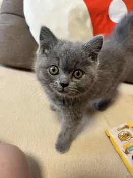 N.M 様のお迎えした子猫