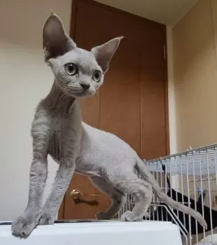 K.O 様のお迎えした子猫