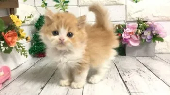 ココア 様のお迎えした子猫