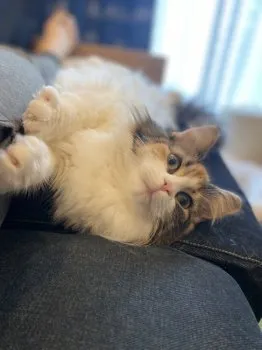 Y.A 様のお迎えした子猫