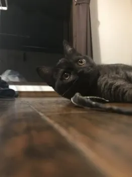 一太 様のお迎えした子猫