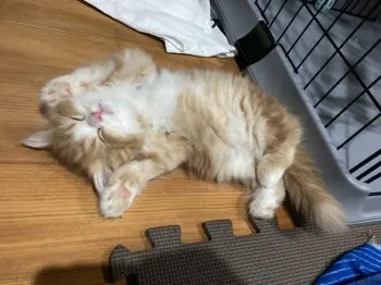I.H 様のお迎えした子猫