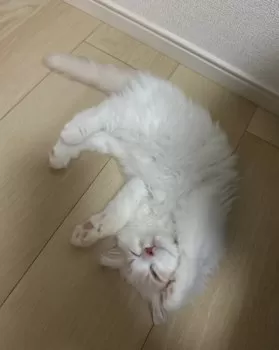 F.H 様のお迎えした子猫