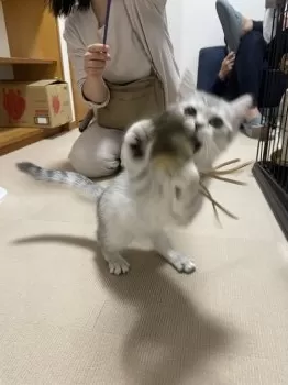 かおり 様のお迎えした子猫