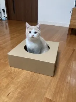 もなか 様のお迎えした子猫