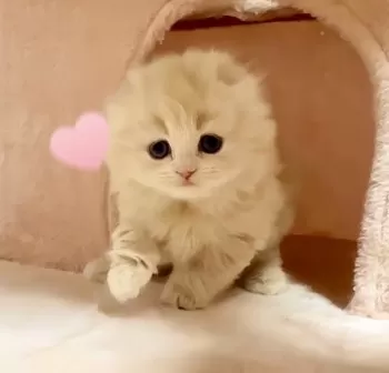 S.Y 様のお迎えした子猫