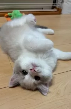 Muuko 様のお迎えした子猫