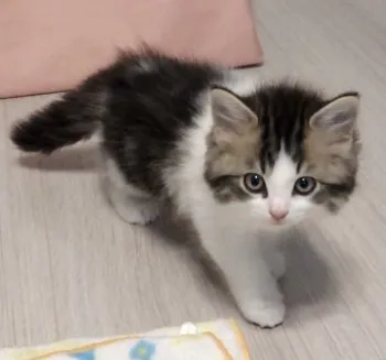 コムコム 様のお迎えした子猫