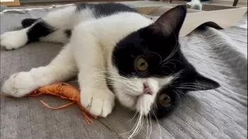 T.M 様のお迎えした子猫