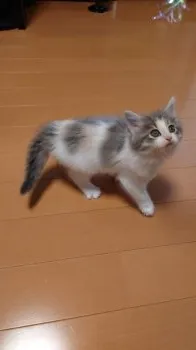 Y.O 様のお迎えした子猫