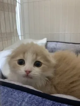 ゆかりん 様のお迎えした子猫