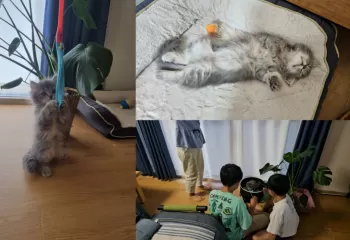 M.O 様のお迎えした子猫