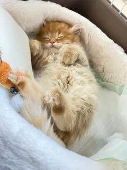 みんみ 様のお迎えした子猫