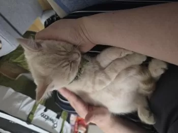 Y.U 様のお迎えした子猫