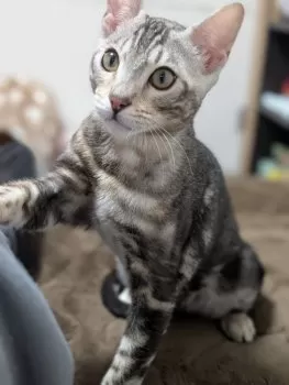 K.S 様のお迎えした子猫
