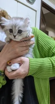 プルメリア 様のお迎えした子猫