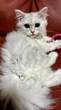 T.M 様のお迎えした子猫