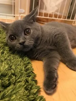 はまもと 様のお迎えした子猫