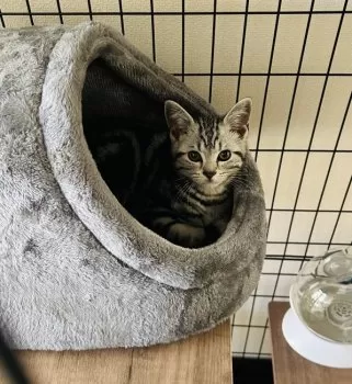 鈴木 様のお迎えした子猫