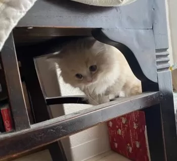 ^_^ 様のお迎えした子猫