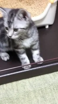 ポッカ 様のお迎えした子猫