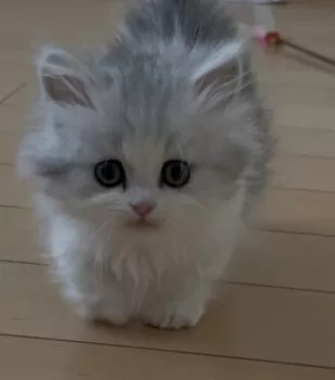 YM 様のお迎えした子猫