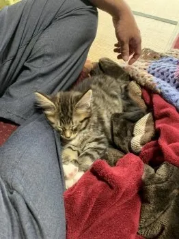 ふーちゃん 様のお迎えした子猫