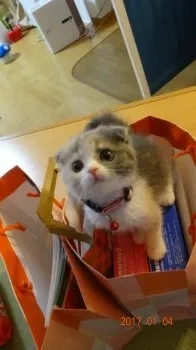 テル 様のお迎えした子猫