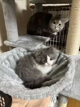 K.M 様のお迎えした子猫