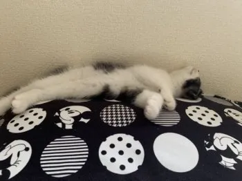 S.A 様のお迎えした子猫